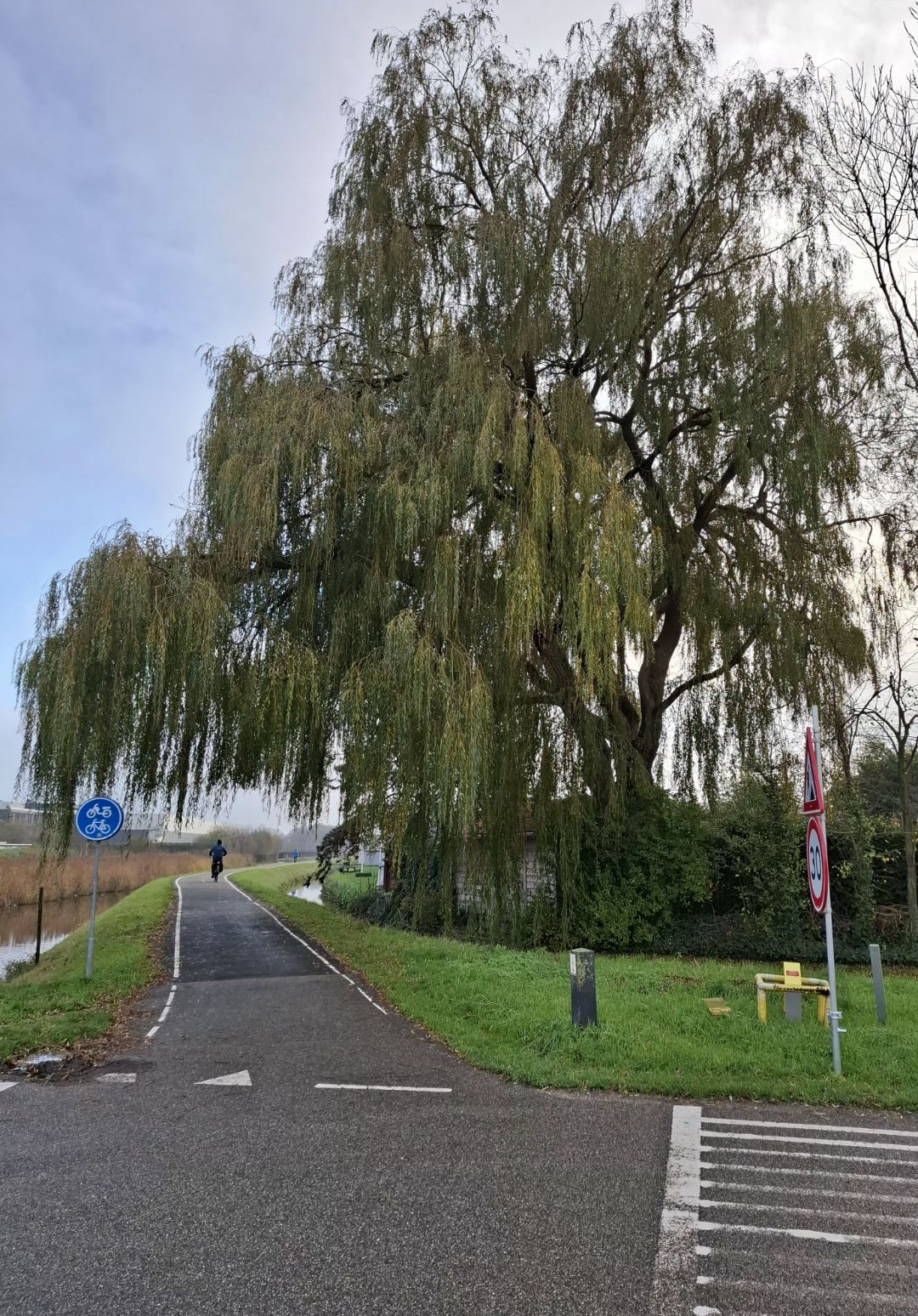 Favoriete boom dec. 2025