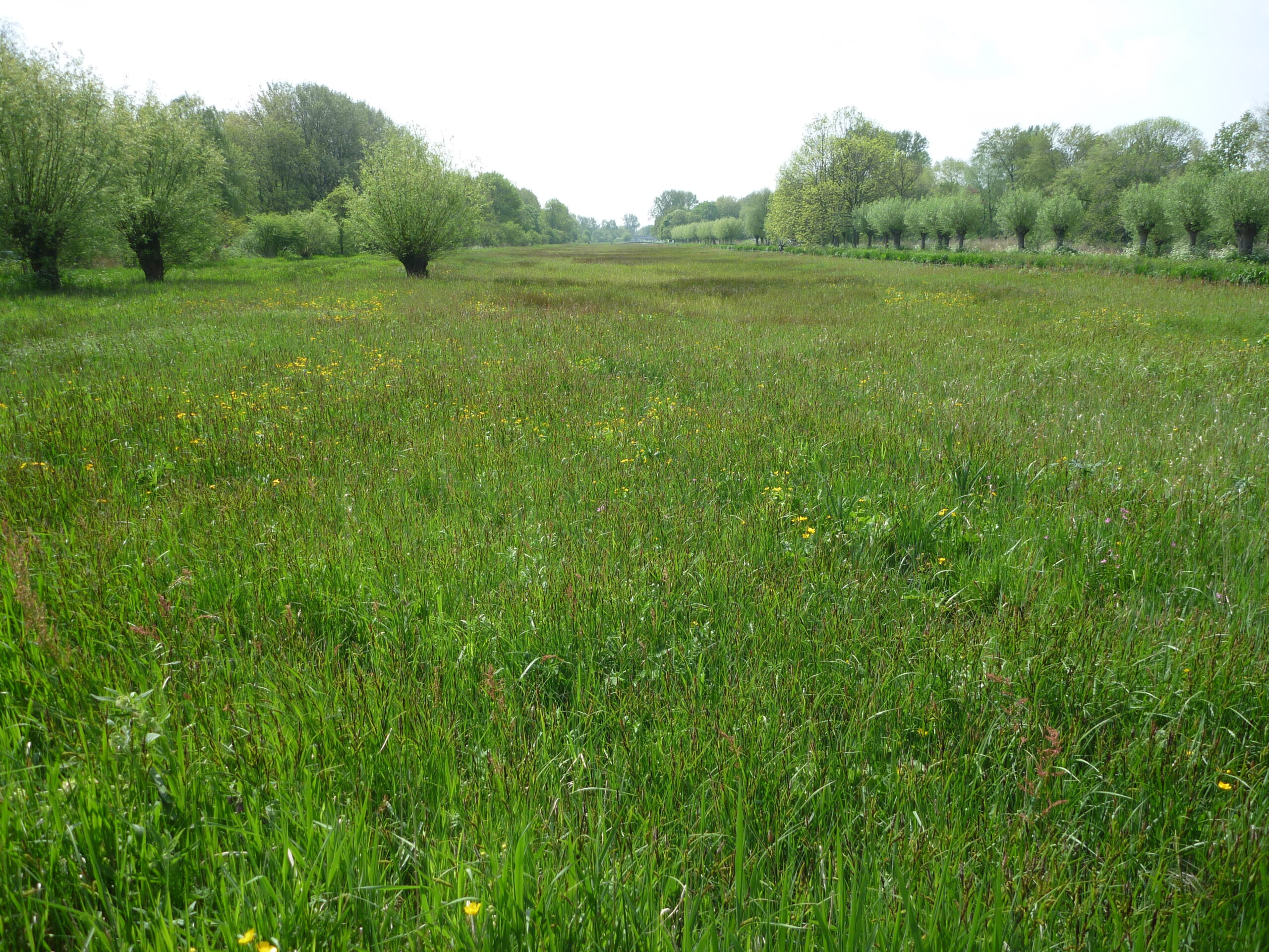 Mossen natuurreservaat Tweemolentjeskade